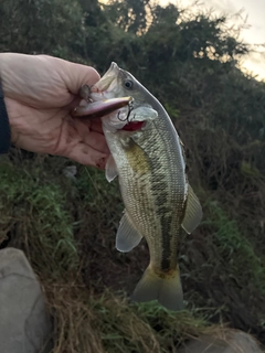ラージマウスバスの釣果