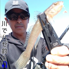 マハゼの釣果
