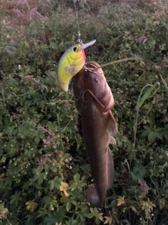 ナマズの釣果