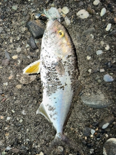 ショゴの釣果