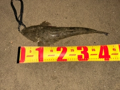 マゴチの釣果
