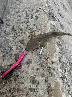マゴチの釣果