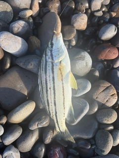 シマイサキの釣果