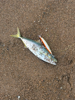 コゾクラの釣果