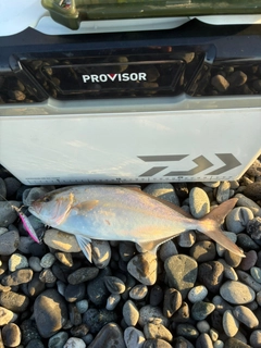 ショゴの釣果