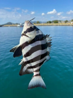 サンバソウの釣果