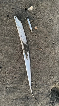 タチウオの釣果