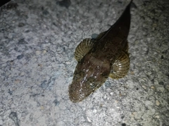コチの釣果