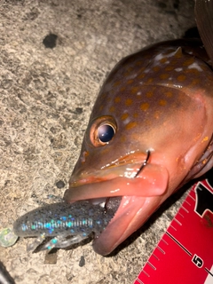 アコウの釣果