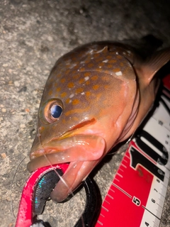 アコウの釣果