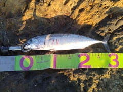 ソウダガツオの釣果