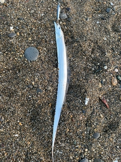 タチウオの釣果