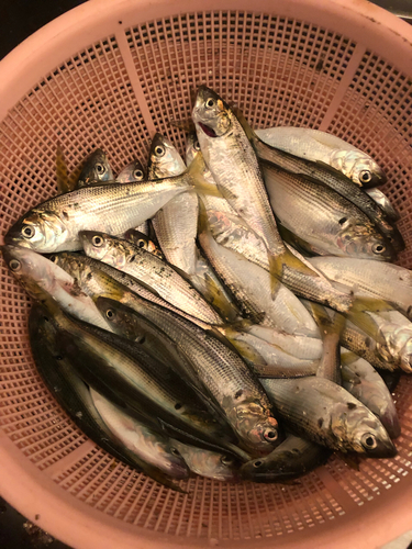 コハダの釣果