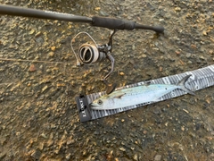 サゴシの釣果