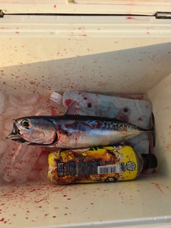 ソウダガツオの釣果