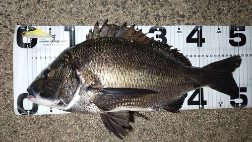 チヌの釣果・釣り情報まとめ【2026年最新】 - アングラーズ | 釣果600