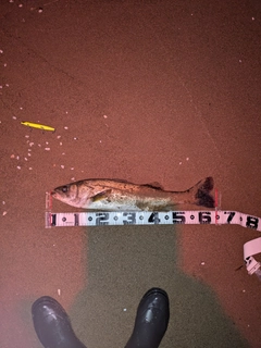 スズキの釣果