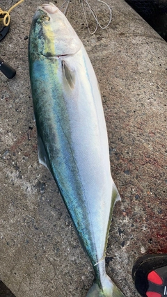 ブリの釣果