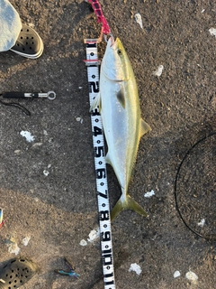 ブリの釣果