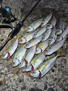 マアジの釣果