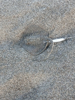 エイの釣果