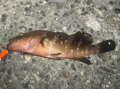 アコウの釣果