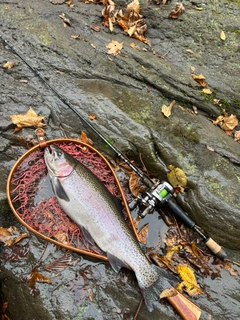 ニジマスの釣果