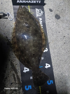 ヒラメの釣果