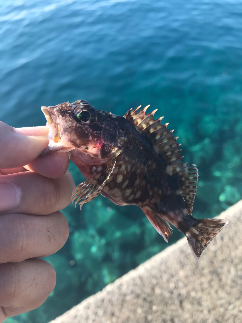 タケノコメバル