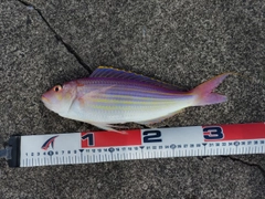 イトヨリダイの釣果