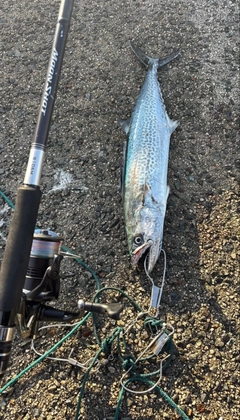 サゴシの釣果