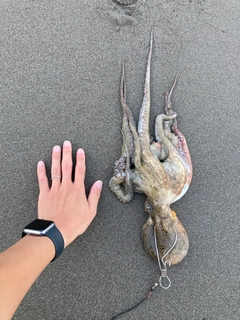 タコの釣果