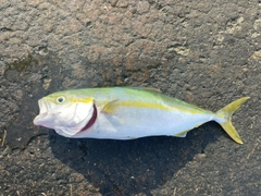 ワカシの釣果