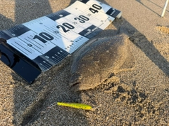 ヒラメの釣果