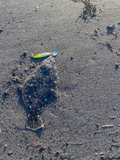 ソゲの釣果