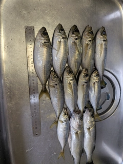 アジの釣果