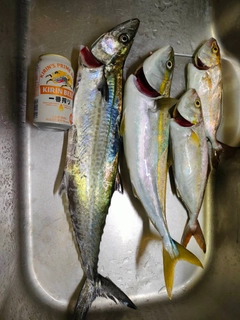 イナダの釣果