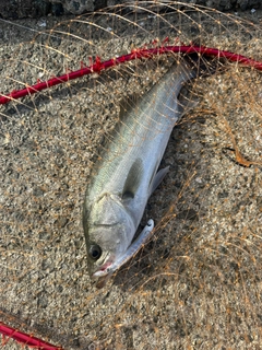 セイゴ（マルスズキ）の釣果