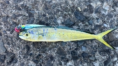 フクラギの釣果
