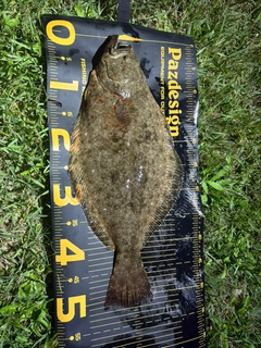 ヒラメの釣果