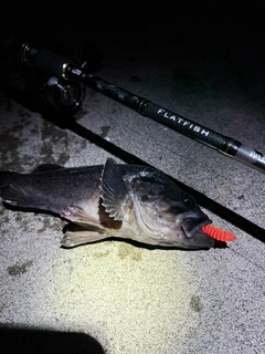クロソイの釣果