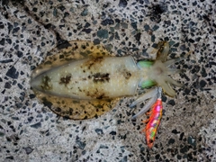 アオリイカの釣果