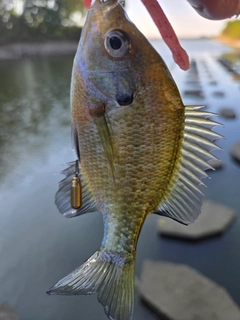 ブルーギルの釣果