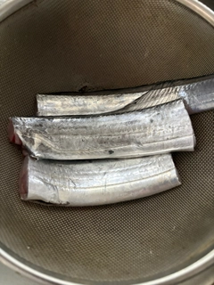 タチウオの釣果