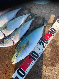サバの釣果