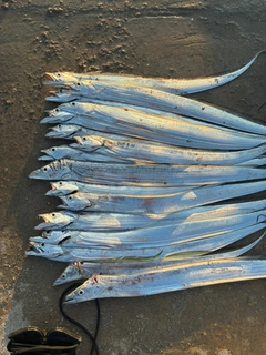 タチウオの釣果