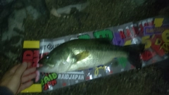 ブラックバスの釣果