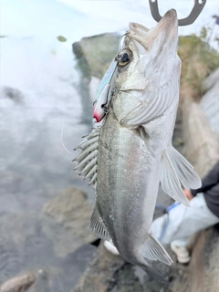 セイゴ（マルスズキ）の釣果