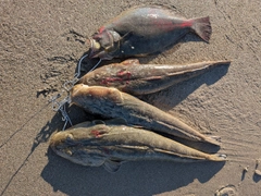 マゴチの釣果