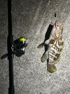 クエの釣果